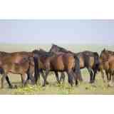 Click para ampliar. Pulsa en el nombre para ver la ficha. Caballo de retuertas 2